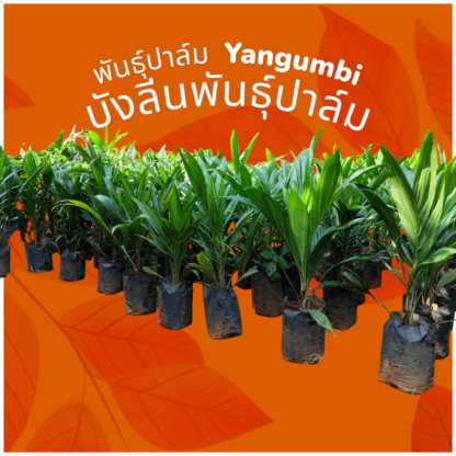พันธุ์ปาล์มยังกำบิ ml161